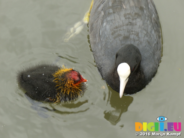 FZ030136 Coot and chicks (Fulica atra)